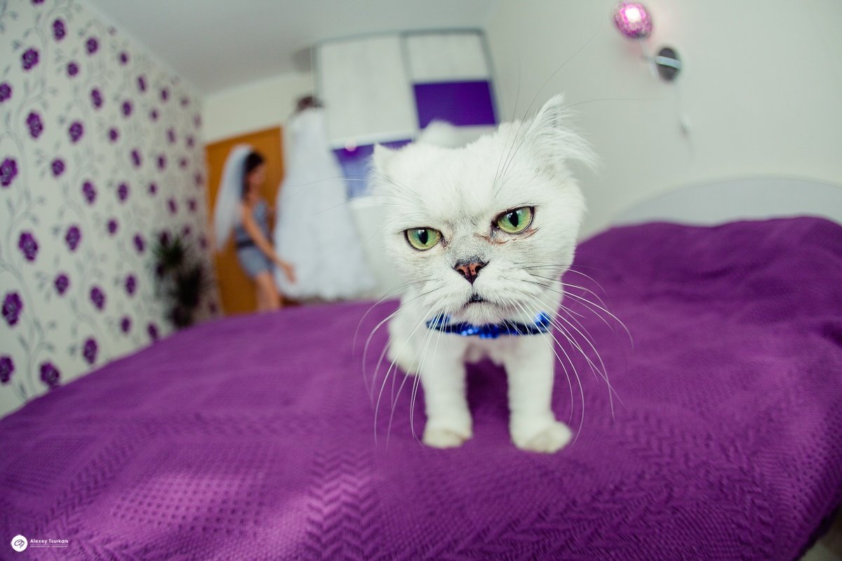 Портфолио&nbsp;Свадебный фотограф Алексей Цуркан : 