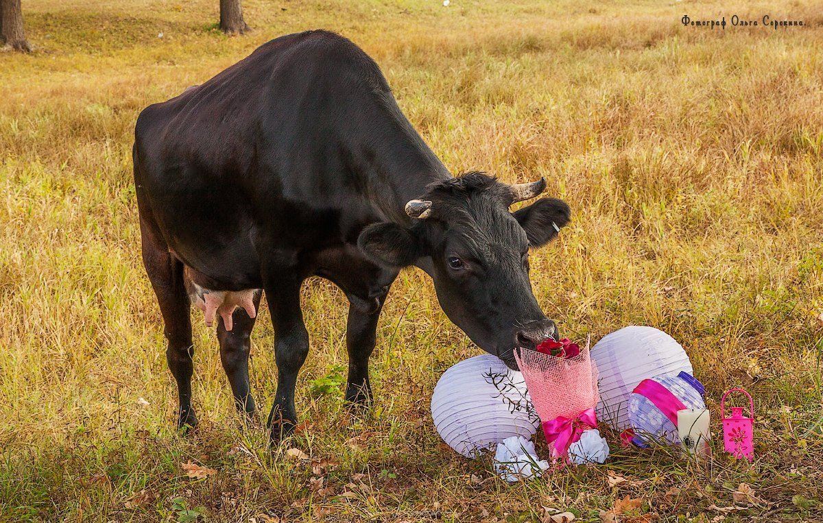 Фотограф Сорокина Ольга.&nbsp;Андрей Сорокин : 
