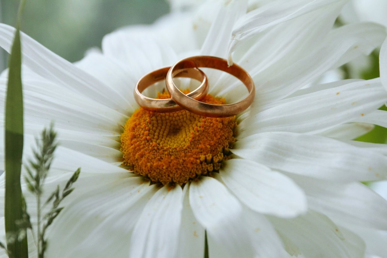 Портфолио&nbsp;Мария Ланчева : 