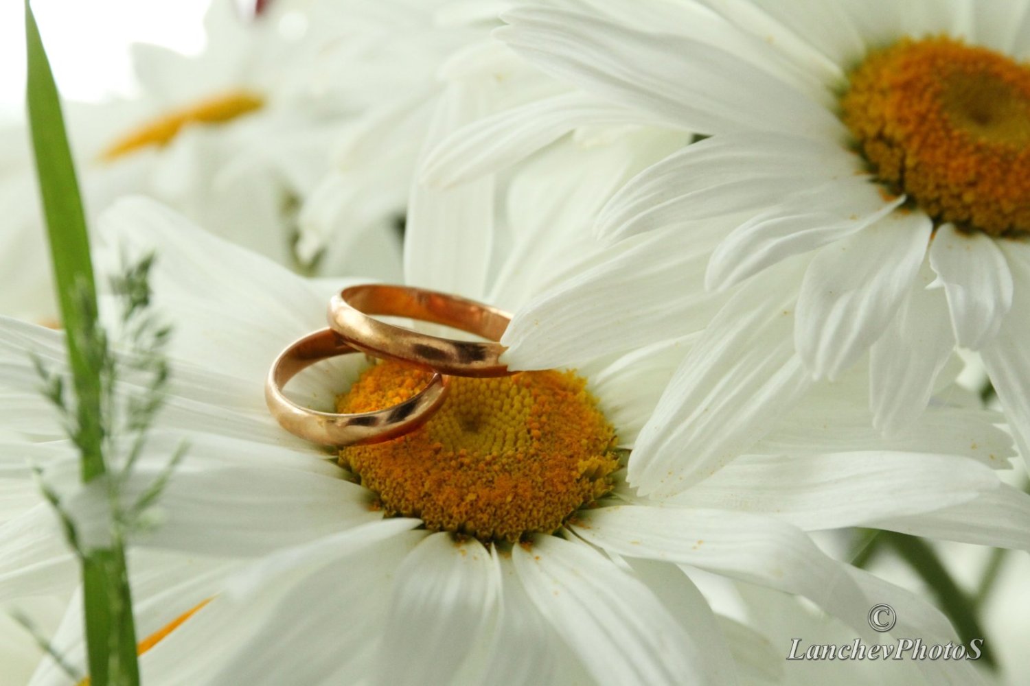 Портфолио&nbsp;Мария Ланчева : 