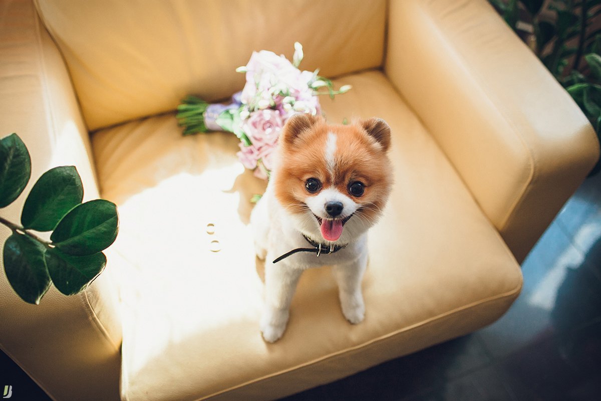 Студия фотографии Юлии Богданович&nbsp;Студия фотографии Юлии Богданович : 