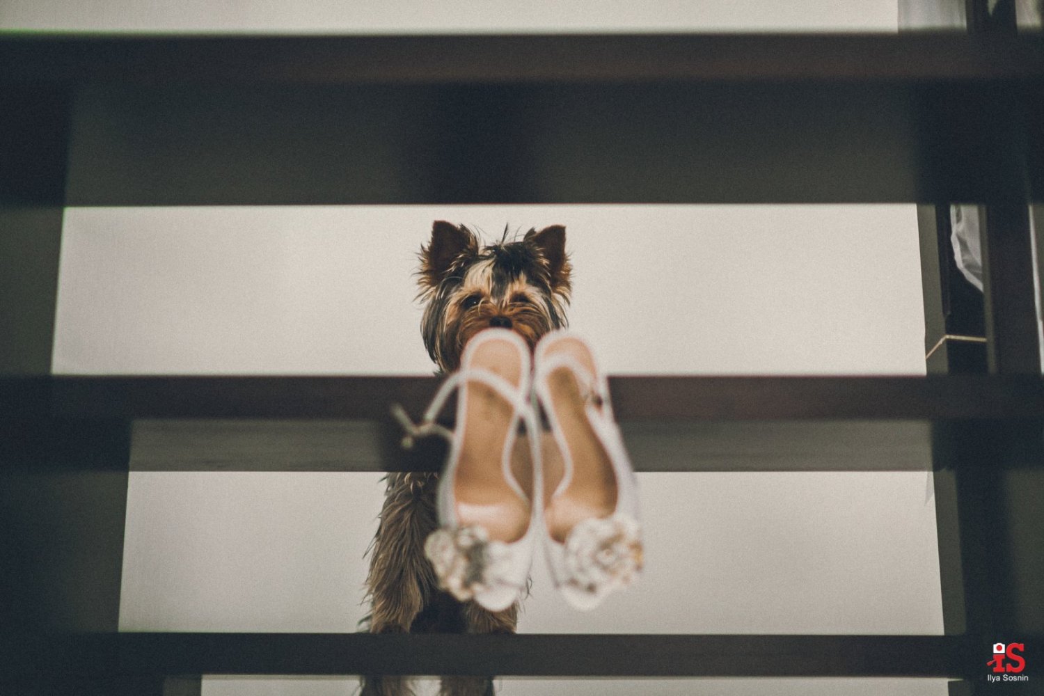 Фотоальбом&nbsp;Свадебный фотограф Илья Соснин : 