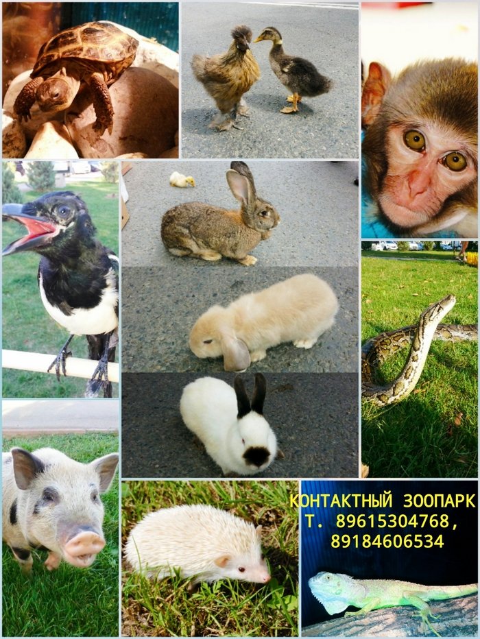 лучшие шоу программы Юга России.&nbsp;Организация праздников.Цыгане,шоу балет,Сердючка,пародии звезд,детские праздники. : 