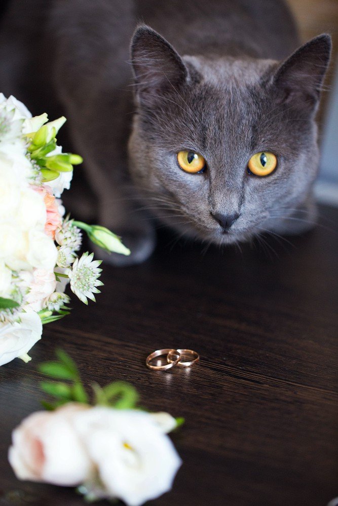 Свадебный фотограф в Одинцово&nbsp;Свадебный фотограф в Одинцово : 