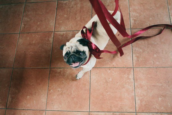 Свадьба Владимира и Елизаветы&nbsp;Event-агентство "Мориссот" : 