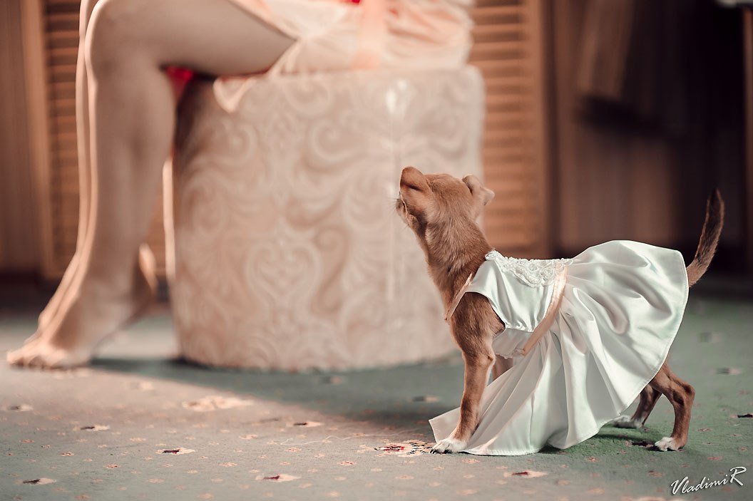 wedding&nbsp;Александр Кузьмин : 