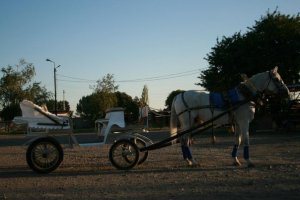 логотип Аренда лошади, кареты в Таганроге